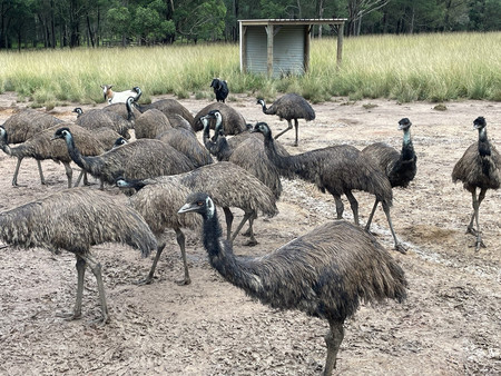 オーストラリア東部ニューサウスウェールズ州の私営野生動物保護園で飼育されるエミュー＝３月１７日