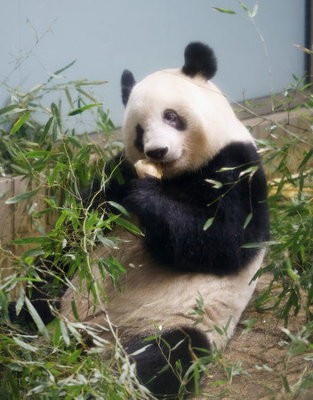 ジャイアントパンダのシャンシャン＝２０２３年２月、東京都台東区の上野動物園