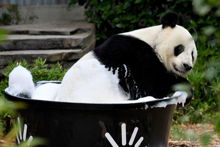 オーストラリア南部アデレードの動物園で水浴びをするパンダの「ワンワン」＝２０１９年２月（ＥＰＡ時事）