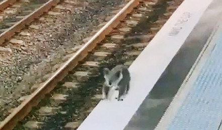 ４日、オーストラリア・シドニー郊外のカズラ駅でホームの端を歩くコアラ（豪ニューサウスウェールズ州交通局提供・時事）