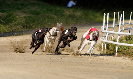 狩猟犬種グレイハウンドの犬レース(資料写真)