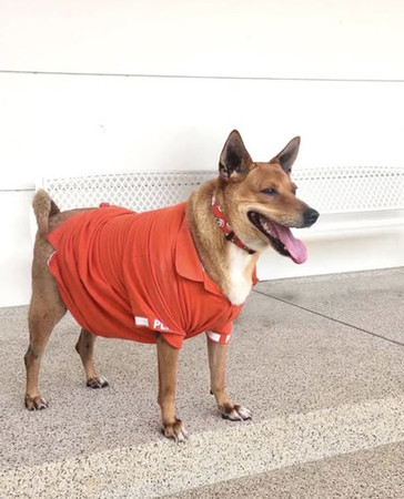 タイで「コラートのハチ公」として話題になり、王族に引き取られた犬の「ムーデーン」(シリパージュタポーン王女基金のフェイスブックより・時事)