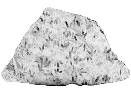 約2億年前の恐竜の足跡と確認された化石の3D画像。オーストラリアのクイーンズランド大学が3月12日に公表(同大提供・時事)