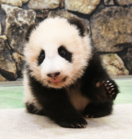 赤ちゃんのころのジャイアントパンダ「楓浜(フウヒン)」(アドベンチャーワールド提供)