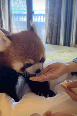 レッサーパンダによる「モーニングコール」サービス(中国のSNS「小紅書」の投稿より)