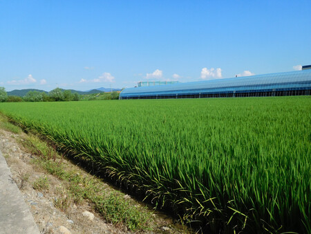 ソウル近郊に広がる田んぼ=10日、韓国京畿道坡州