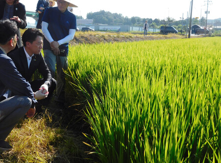 ソウル近郊のコメ農家の田んぼを視察する小泉進次郎農林水産相（左から２人目）＝１０日、韓国京畿道坡州